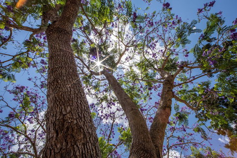 John Scott Park - Tourism Cairns 1