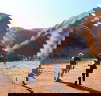 Kuniya walk to Mutitjulu Waterhole - Tourism Cairns