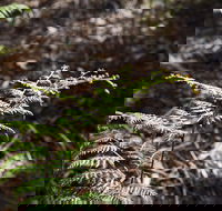 Langwarrin Flora and Fauna Reserve Walking Trails - Tourism Cairns