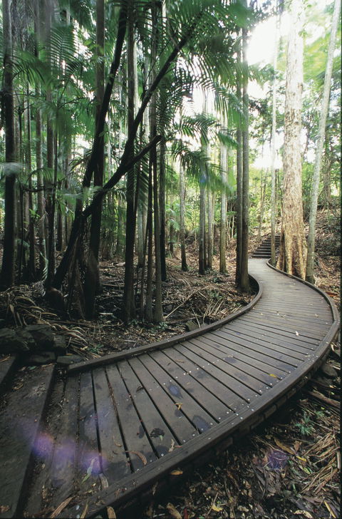 Mapleton Falls National Park - Tourism Cairns 1