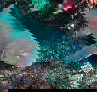 Middle Reef Dive Site - Tourism Cairns