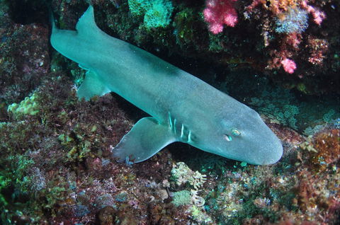 Middle Reef Dive Site - Tourism Cairns 0