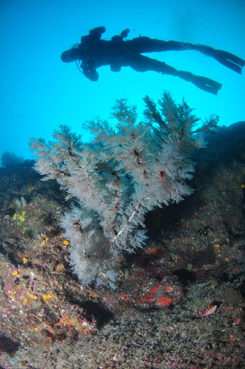 Middle Reef Dive Site - Tourism Cairns 1
