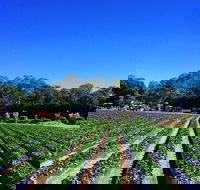 Palmview - Tourism Cairns