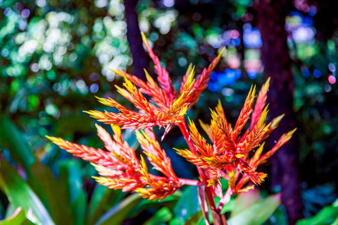 Queens Gardens - Tourism Cairns 2