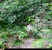 Seaforth Oval to Natural Bridge Track - Tourism Cairns