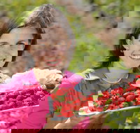 The Super Strawberry - Tourism Cairns