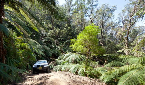Wadbilliga Road Drive - Tourism Cairns 0