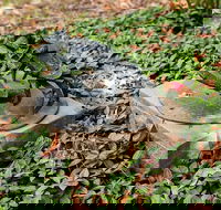 Antony Symons - Retrospective of a Life's Work - Tourism Cairns