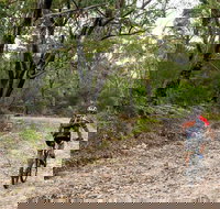 Cawleys Road trail - Tourism Cairns