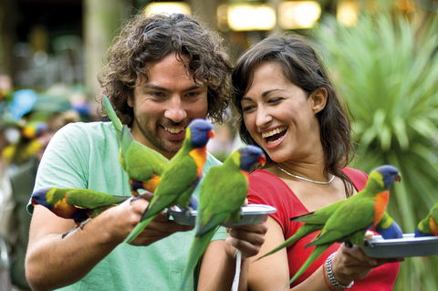 Currumbin Wildlife Sanctuary - Tourism Cairns 0