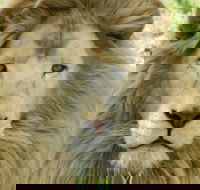Darling Downs Zoo - Tourism Cairns