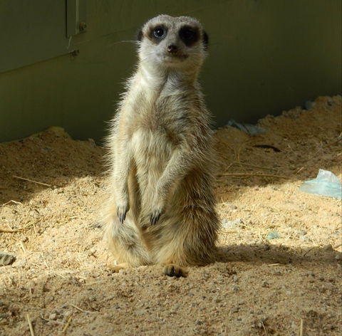 Darling Downs Zoo - Tourism Cairns 1