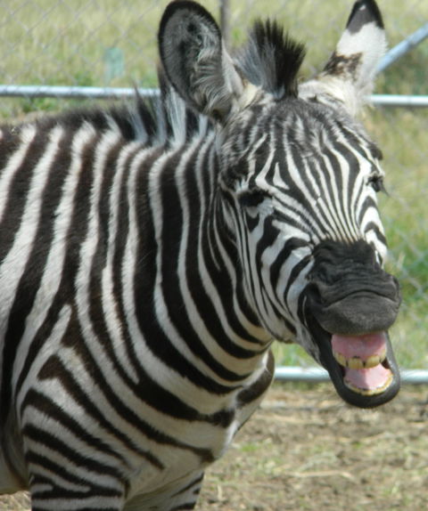 Darling Downs Zoo - Tourism Cairns 2