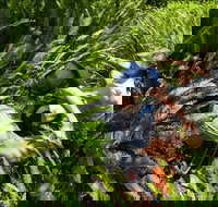 Georges Head - Tourism Cairns