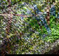 Great North walk - Palm Grove Nature Reserve - Tourism Cairns