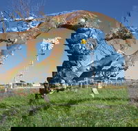 Greenough Leaning Trees - Tourism Cairns