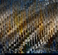 Hastings Caves and Thermal Springs - Tourism Cairns