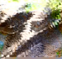 Koala Conservation Reserve - Tourism Cairns