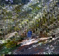 Lyrebird Circuit Walk - Tourism Cairns
