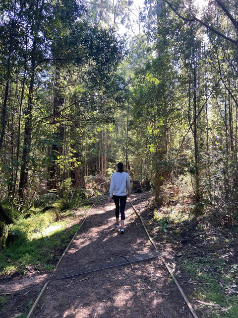 Lyrebird Circuit Walk - Tourism Cairns 0