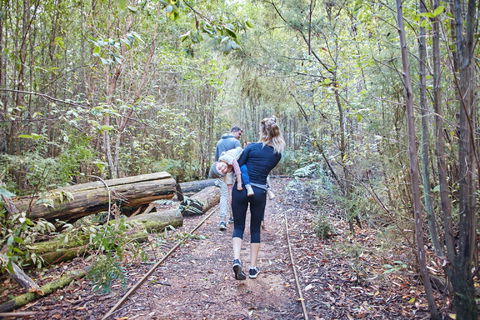 Lyrebird Circuit Walk - Tourism Cairns 1