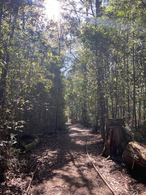 Lyrebird Circuit Walk - Tourism Cairns 2