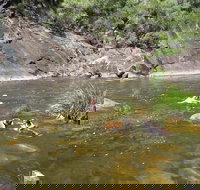 Mount Boss State Forest - Tourism Cairns