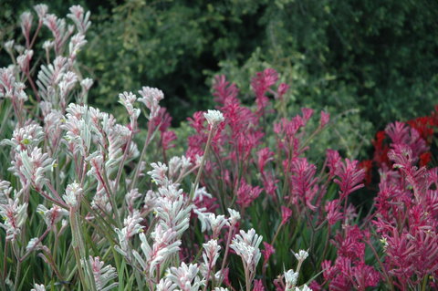 Mt Penang Gardens - Tourism Cairns 2