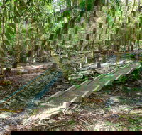Old Bottlebutt - Tourism Cairns