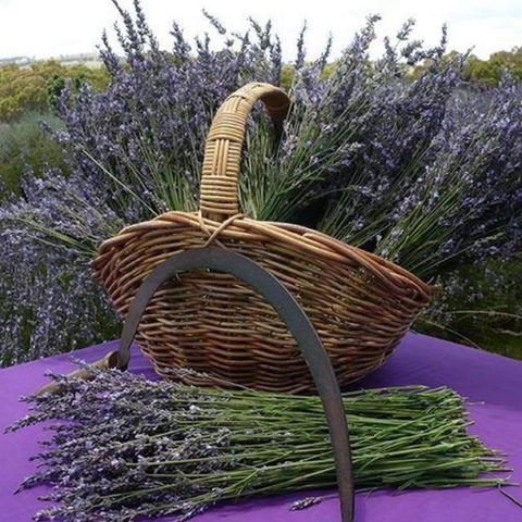 Rustique Lavender Farm - Tourism Cairns 0