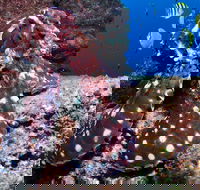 Smith Rock Dive Site - Tourism Cairns