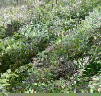 Snowgum Walking Track - Tourism Cairns