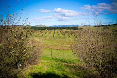 Tarago Truffles - Tourism Cairns 0