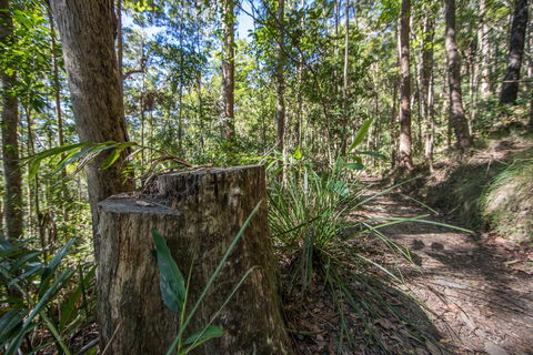 Thylogale Track - Tourism Cairns 0