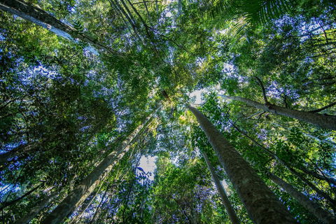 Thylogale Track - Tourism Cairns 1