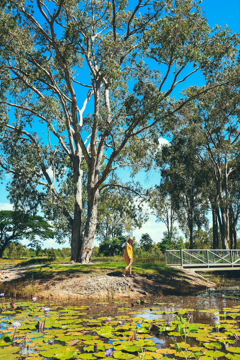 TYTO Wetlands - Tourism Cairns 1