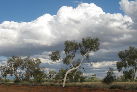 Windorah Nature Drive - Tourism Cairns 1