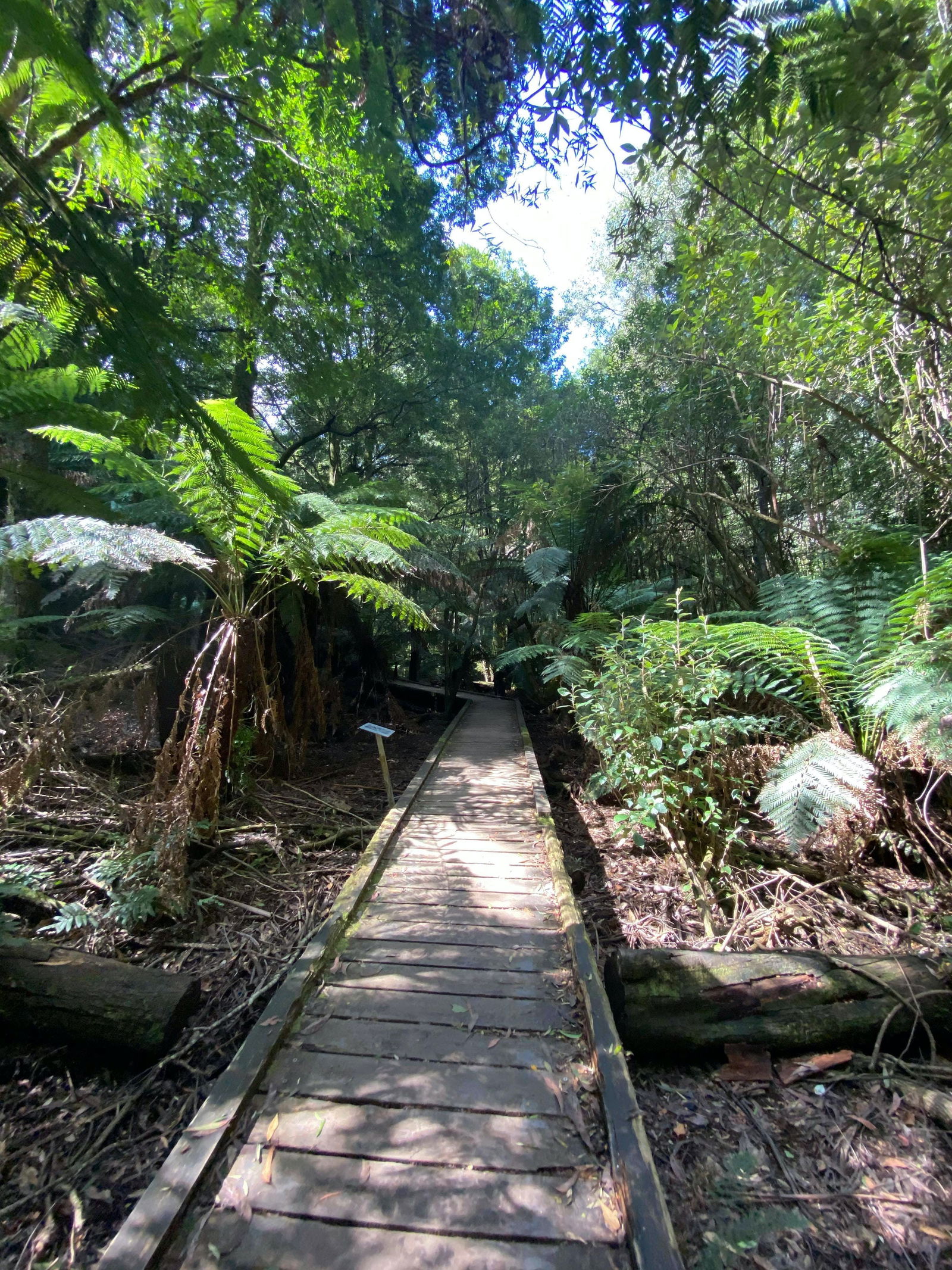 Toolangi VIC Tourism Cairns
