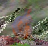 Arkaroola Wilderness Sanctuary - Tourism Cairns
