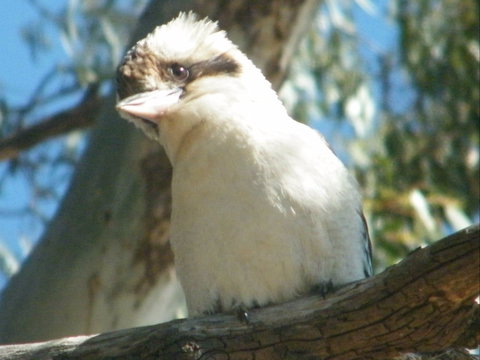 Bird Watching In Narrandera - Tourism Cairns 1