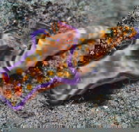 Curtin Artificial Reef Dive Site - Tourism Cairns