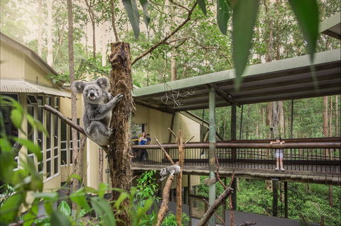 Daisy Hill Koala Centre - Tourism Cairns 0