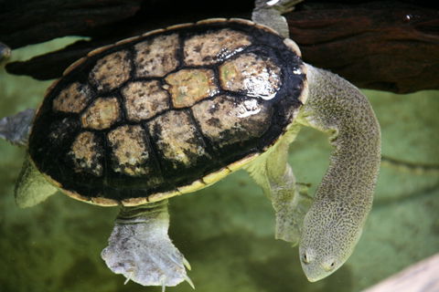 Discover Deadly - Tourism Cairns 1