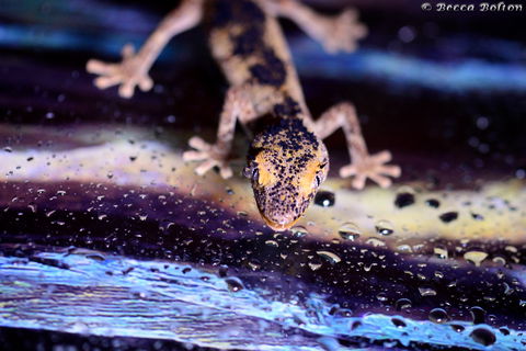 Discover Deadly - Tourism Cairns 2