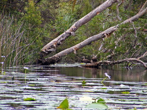 Esk River - Tourism Cairns 1
