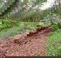 Forest Walking Track Gibraltar Range National Park - Tourism Cairns