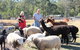 Haigslea EWE Nique Hobby Farm - thumb 0