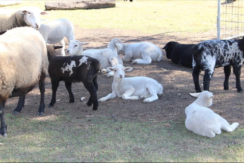Haigslea EWE Nique Hobby Farm - Tourism Cairns 1
