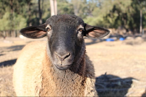 Haigslea EWE Nique Hobby Farm - Tourism Cairns 2